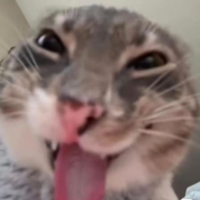 作者头像